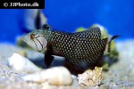 novaculichthys taeniourus novaculichthys taeniourus
