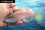 oxycheilinus digramma oxycheilinus digramma