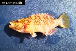 oxycheilinus digramma oxycheilinus digramma