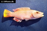 oxycheilinus digramma oxycheilinus digramma