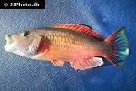 oxycheilinus digramma oxycheilinus digramma