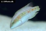 oxycheilinus mentalis oxycheilinus mentalis