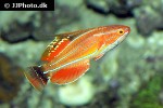 paracheilinus carpenteri paracheilinus carpenteri
