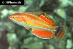 paracheilinus carpenteri paracheilinus carpenteri