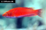 paracheilinus lineopunctatus paracheilinus lineopunctatus
