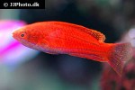 paracheilinus lineopunctatus paracheilinus lineopunctatus