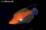 paracheilinus lineopunctatus paracheilinus lineopunctatus