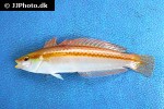 parajulis poecilepterus parajulis poecilepterus