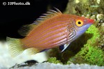 pseudocheilinops ataenia pseudocheilinops ataenia