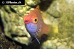 pseudocheilinops ataenia pseudocheilinops ataenia