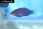 pseudocheilinus hexataenia pseudocheilinus hexataenia
