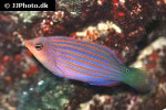 pseudocheilinus hexataenia pseudocheilinus hexataenia