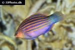 pseudocheilinus hexataenia pseudocheilinus hexataenia