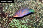 pseudocheilinus hexataenia pseudocheilinus hexataenia