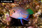 pseudocheilinus hexataenia pseudocheilinus hexataenia