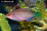 pseudocheilinus hexataenia pseudocheilinus hexataenia