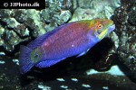 pseudocheilinus ocellatus pseudocheilinus ocellatus