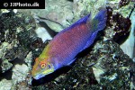 pseudocheilinus ocellatus pseudocheilinus ocellatus