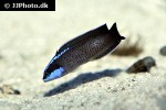 pseudodax moluccanus pseudodax moluccanus
