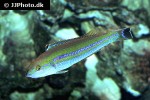 pseudojuloides cerasinus pseudojuloides cerasinus