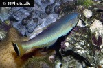 pseudojuloides cerasinus pseudojuloides cerasinus