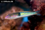 pseudojuloides severnsi pseudojuloides severnsi