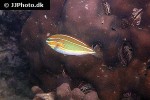 stethojulis trilineata stethojulis trilineata