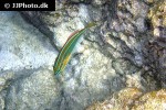 stethojulis trilineata stethojulis trilineata