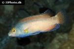 symphodus mediterraneus symphodus mediterraneus