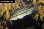 symphodus melops symphodus melops