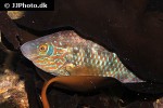 symphodus melops symphodus melops