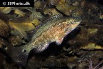 symphodus melops symphodus melops