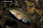 symphodus melops symphodus melops