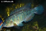 symphodus melops symphodus melops