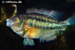 symphodus melops symphodus melops