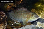 symphodus melops symphodus melops
