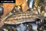 symphodus melops symphodus melops