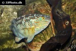 symphodus melops symphodus melops