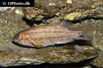 symphodus melops symphodus melops
