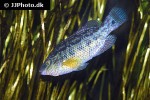 symphodus melops symphodus melops