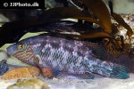 symphodus melops symphodus melops
