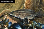 symphodus melops symphodus melops