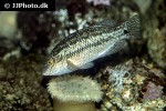 symphodus melops symphodus melops