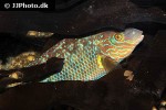symphodus melops symphodus melops