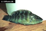 tautogolabrus adspersus tautogolabrus adspersus
