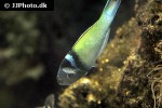 thalassoma bifasciatum thalassoma bifasciatum