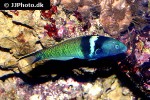 thalassoma bifasciatum thalassoma bifasciatum