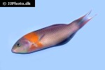 thalassoma duperrey thalassoma duperrey