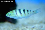 thalassoma hardwicke thalassoma hardwicke