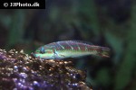 thalassoma hardwicke thalassoma hardwicke